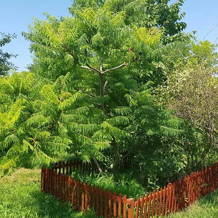 Colt De Rai Gæstehus